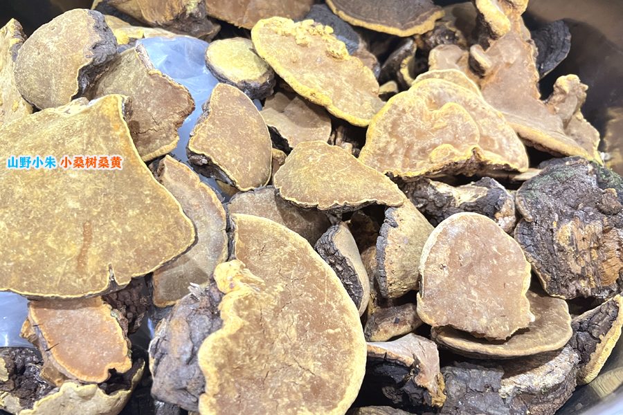 山野小朱小桑樹桑黃圖片